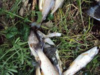 Fischsterben Wipper 1439